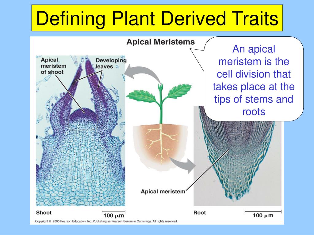 Plant derived