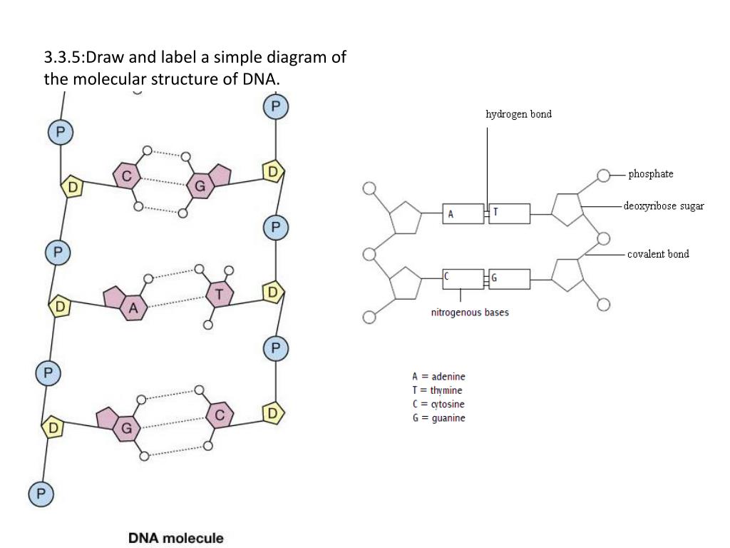 34 Label Dna Molecule Labels Design Ideas 2020