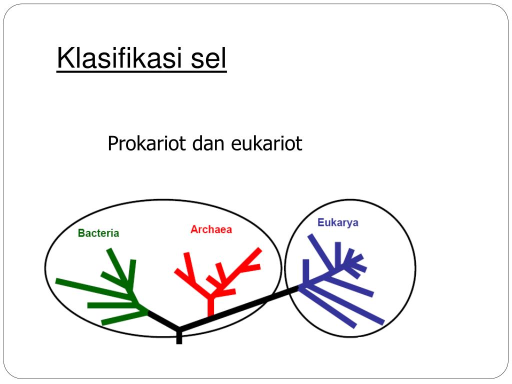 Выход прокариот на сушу. Prokariot va eukariot hujayralar. Eukariot Cell wtihout text PNG.