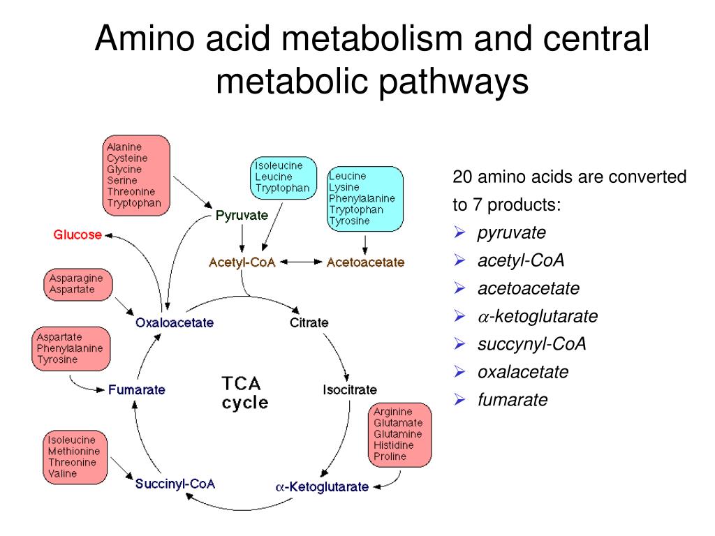Empowering Healthcare: Amino Acid Metabolism Disorders Treatment Market ...
