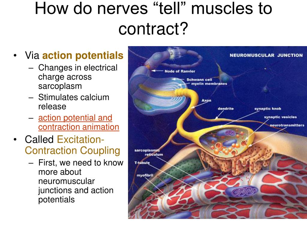 PPT - The muscular system: An introduction PowerPoint Presentation