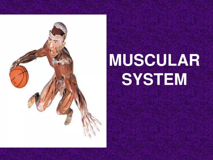 muscular system n.