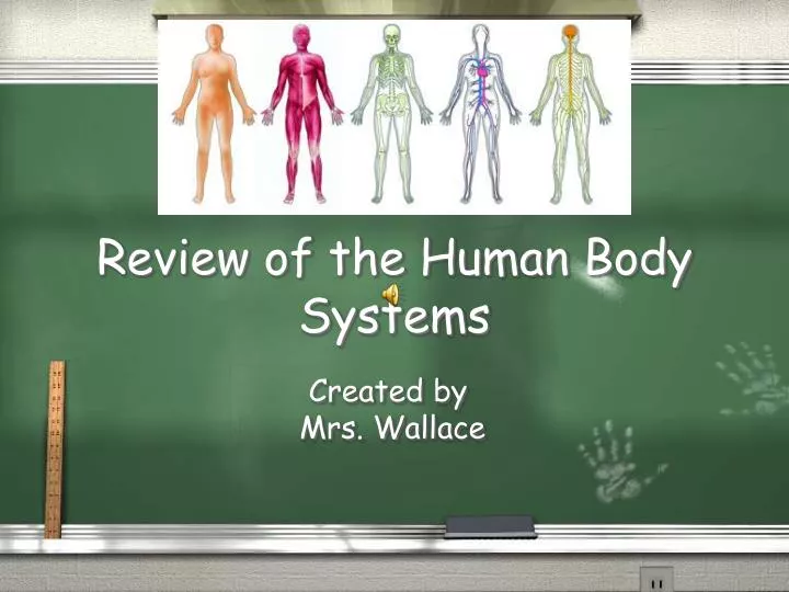 review of the human body systems n.