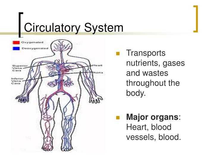 PPT - Body Systems PowerPoint Presentation - ID:58792