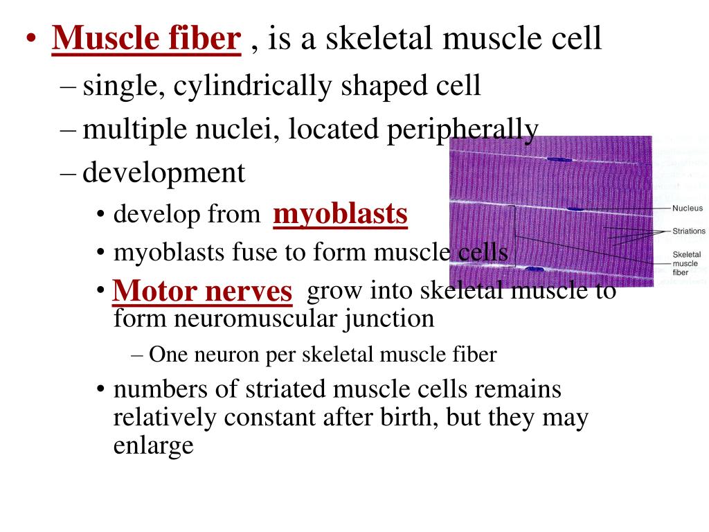 PPT - MUSCULAR SYSTEM: Histology and Physiology PowerPoint Presentation