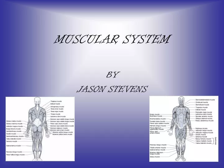 muscular system n.