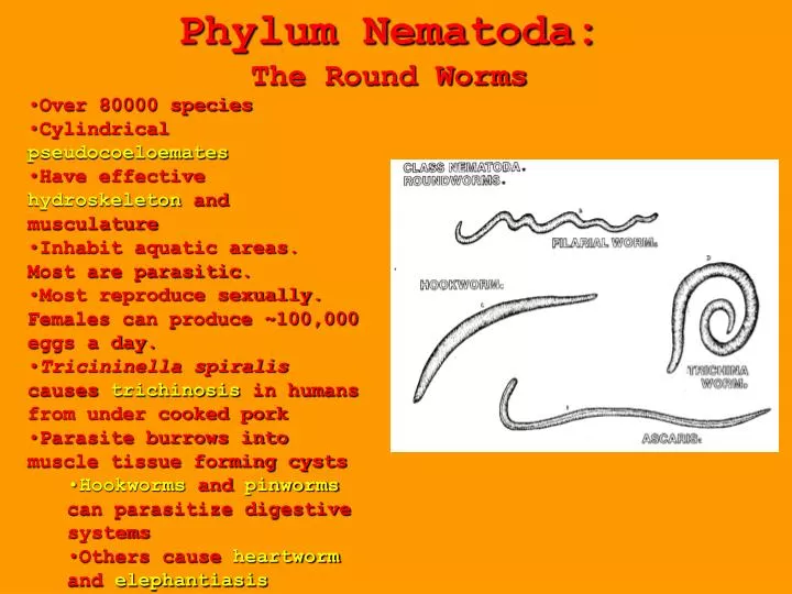Exemple de platyhelminthes phylum - Exemple de platyhelminthes turbellaria - florax.ro