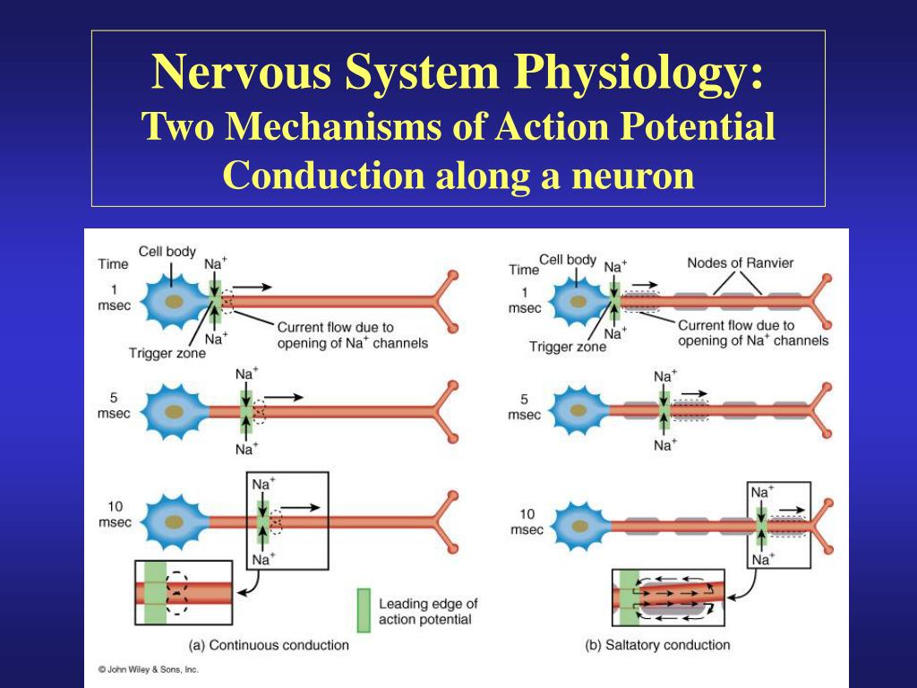 PPT - Introduction to the Nervous System and Nerve Tissue PowerPoint