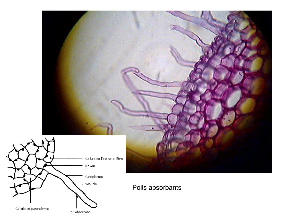 PPT ANATOMIE VEGETALE Structure Primaire Des Racines PowerPoint PPT ANATOMIE VEGETALE Structure Primaire Des Racines PowerPoint