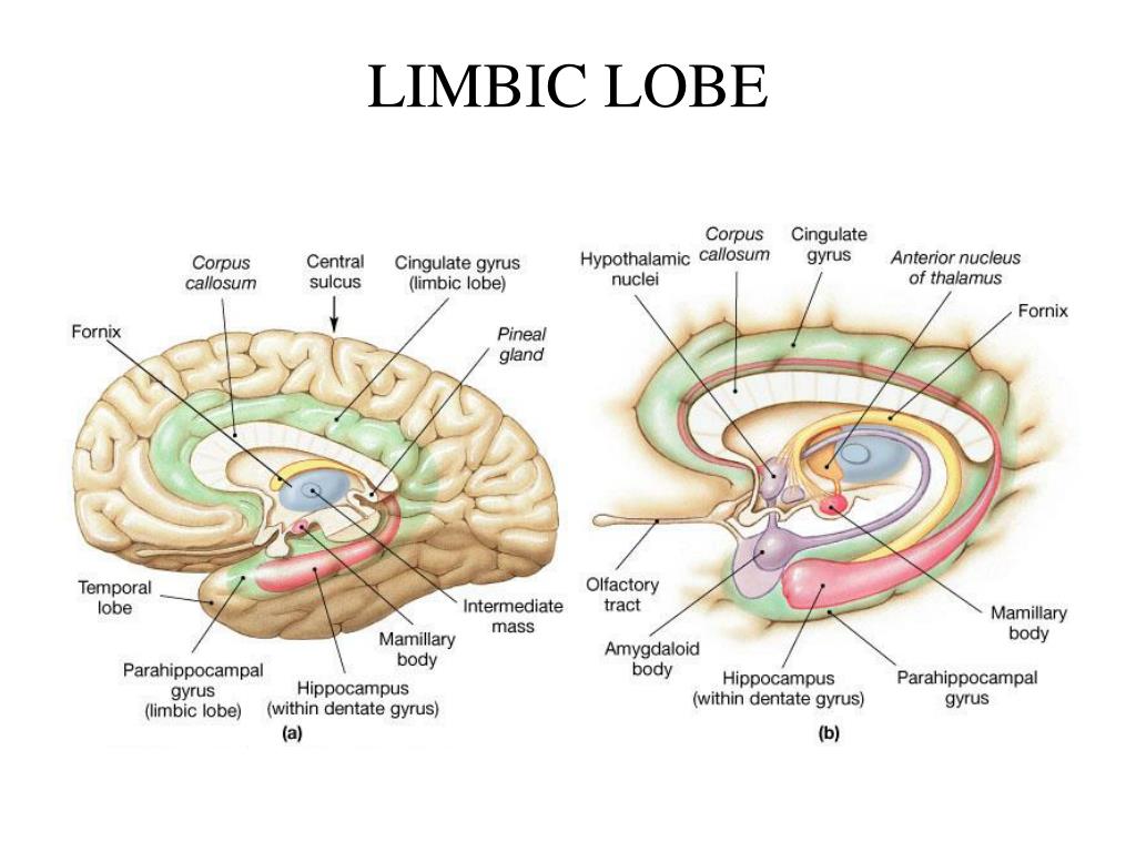 Limbic Lobe