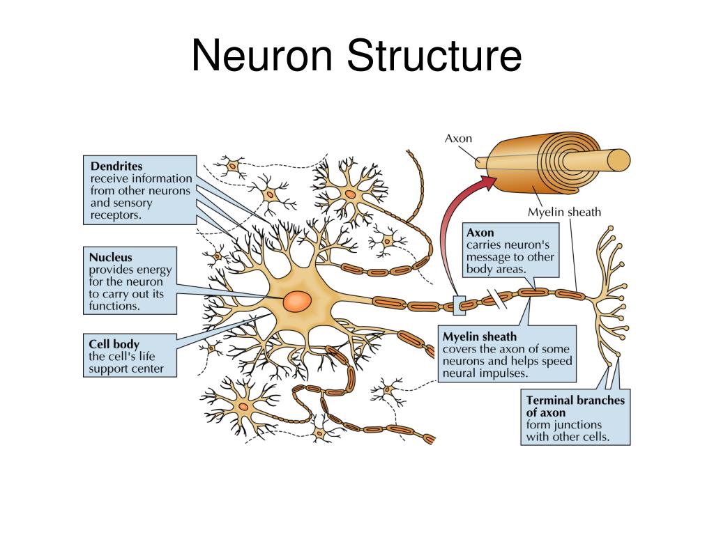 presentation on neuron