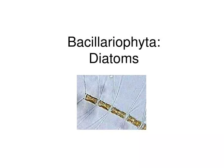 bacillariophyta diatoms n.