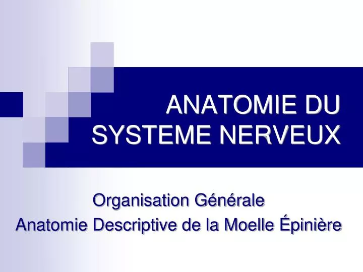 anatomie du systeme nerveux n.