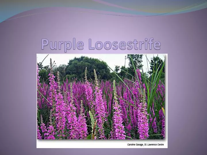 purple loosestrife n.