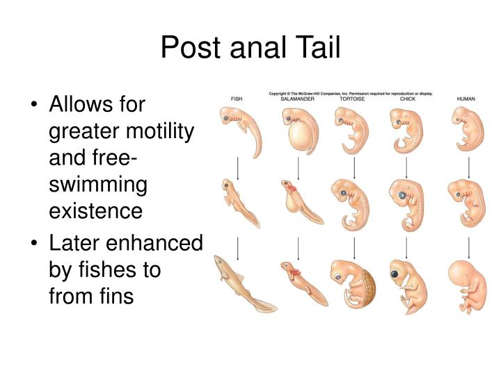 post anal tail Nude lesbian ladies