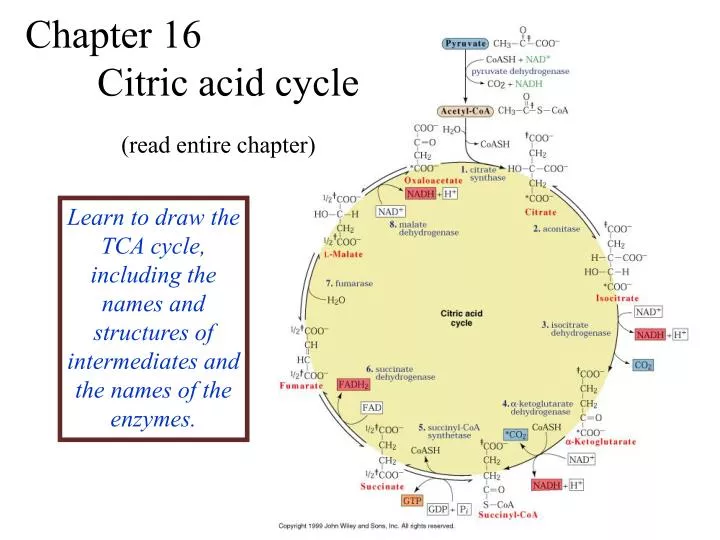 ppt-chapter-16-citric-acid-cycle-powerpoint-presentation-free