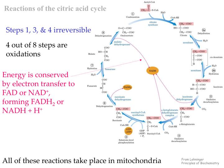 PPT - Chapter 16 Citric acid cycle PowerPoint Presentation - ID:592253