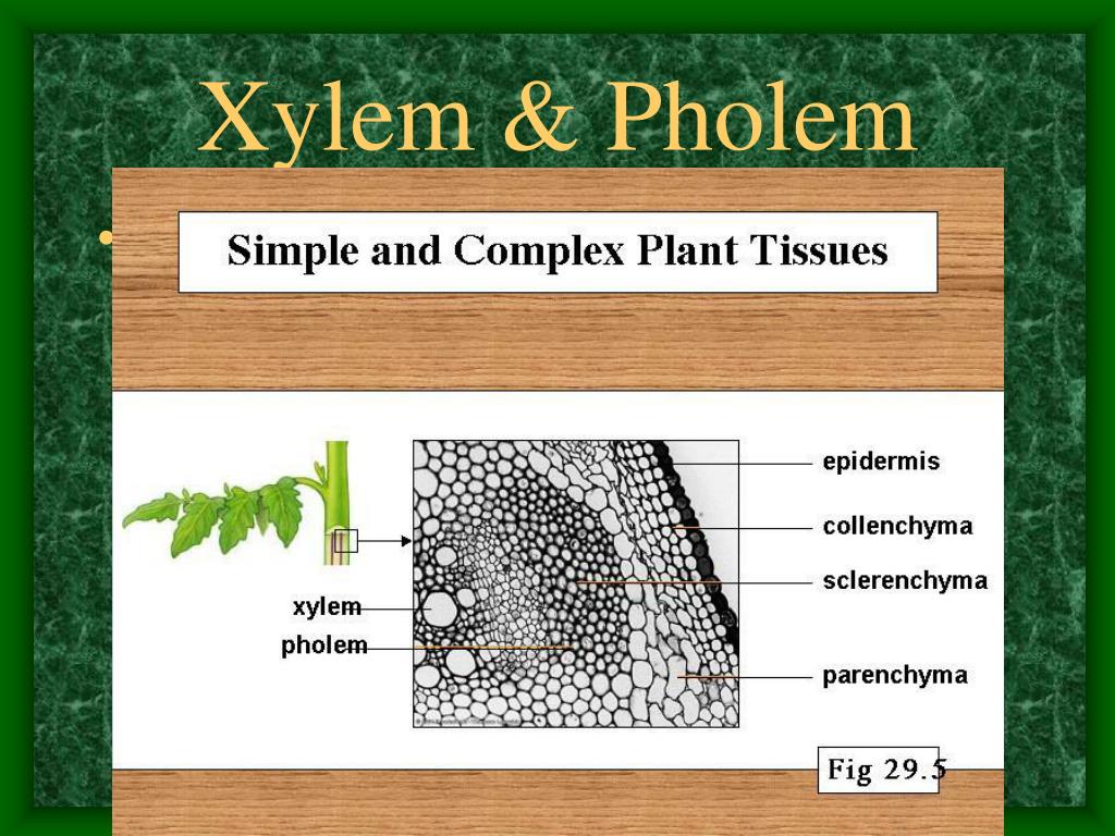 Plant tissues. Xylem and pholem. Plant Tissue Types. Mechanical Tissue distribution in Plants.