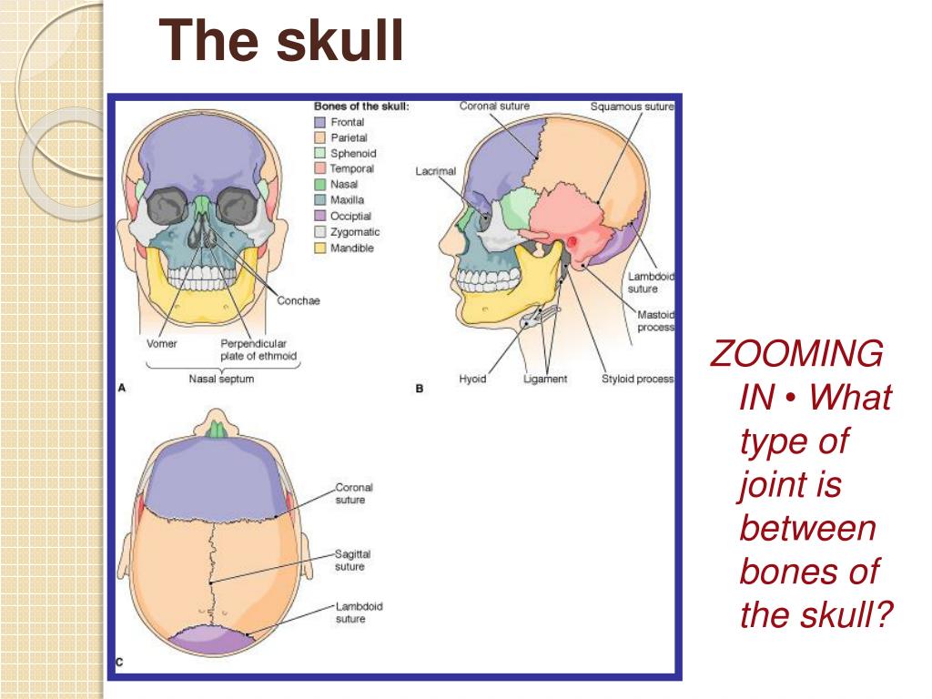 PPT - The Skeletal System (Bones and Joints) PowerPoint Presentation