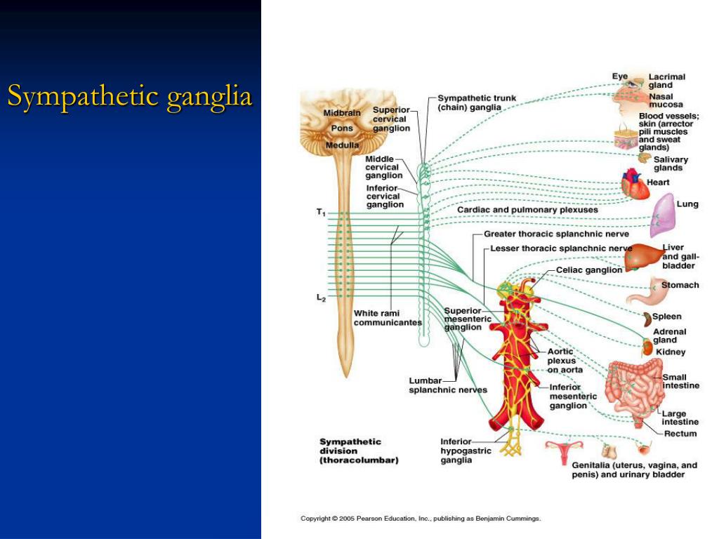 Chapter 16 PowerPoint Presentation, free download Biology Diagrams