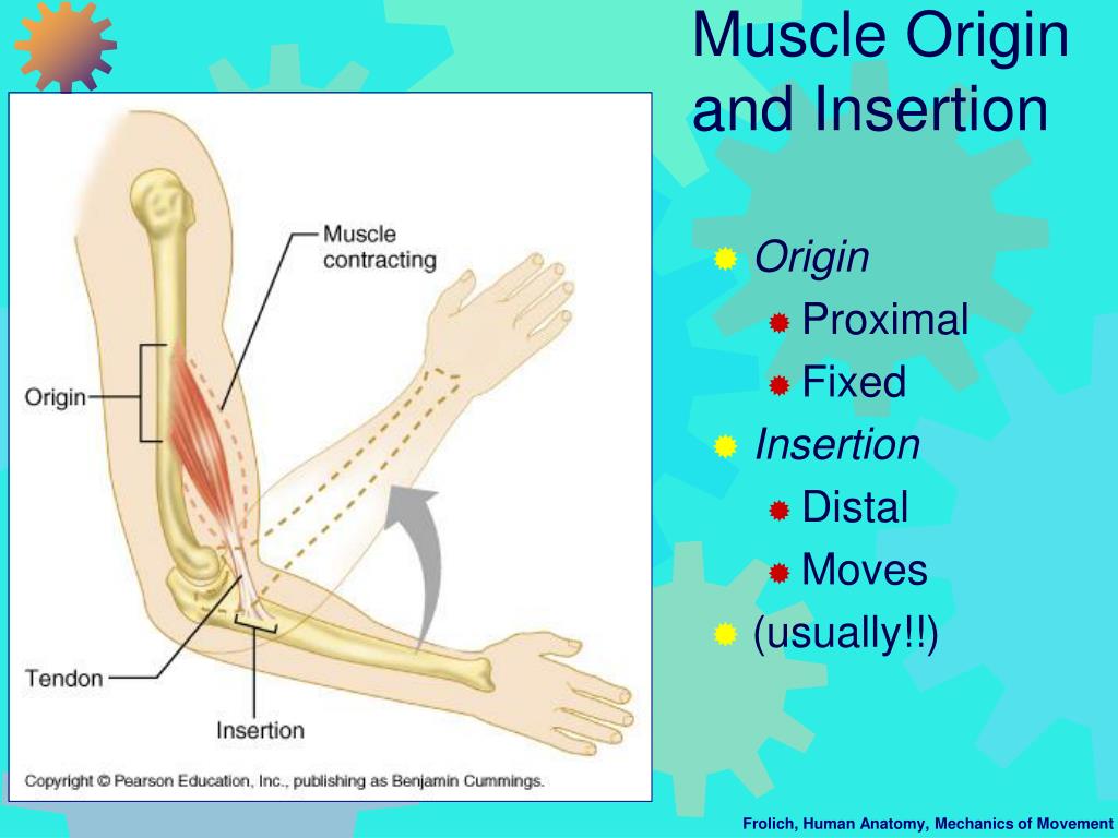 ppt-mechanics-of-movement-i-muscle-force-and-action-across-joints