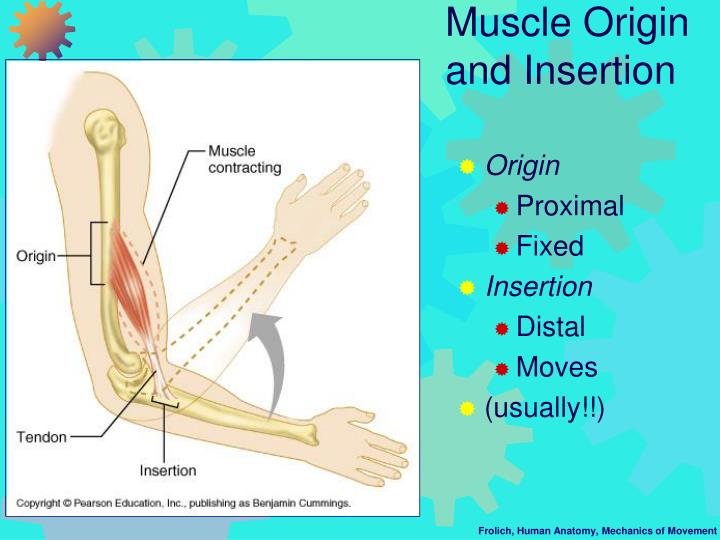 PPT - Mechanics of Movement I: Muscle Force and Action Across Joints