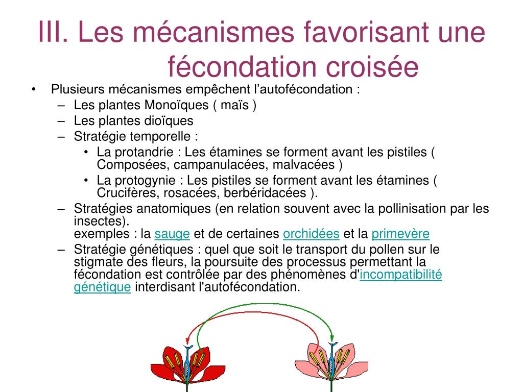 PPT - Les stratégies de reproduction PowerPoint Presentation, free download  - ID:594379