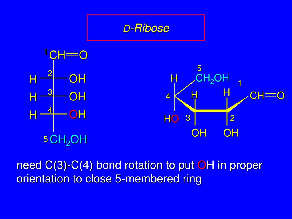 Рибоза+h2. Д рибоза + h2o реакция. Рибоза + nh2-nhc6h5. Рибоза + h. Название рибоза
