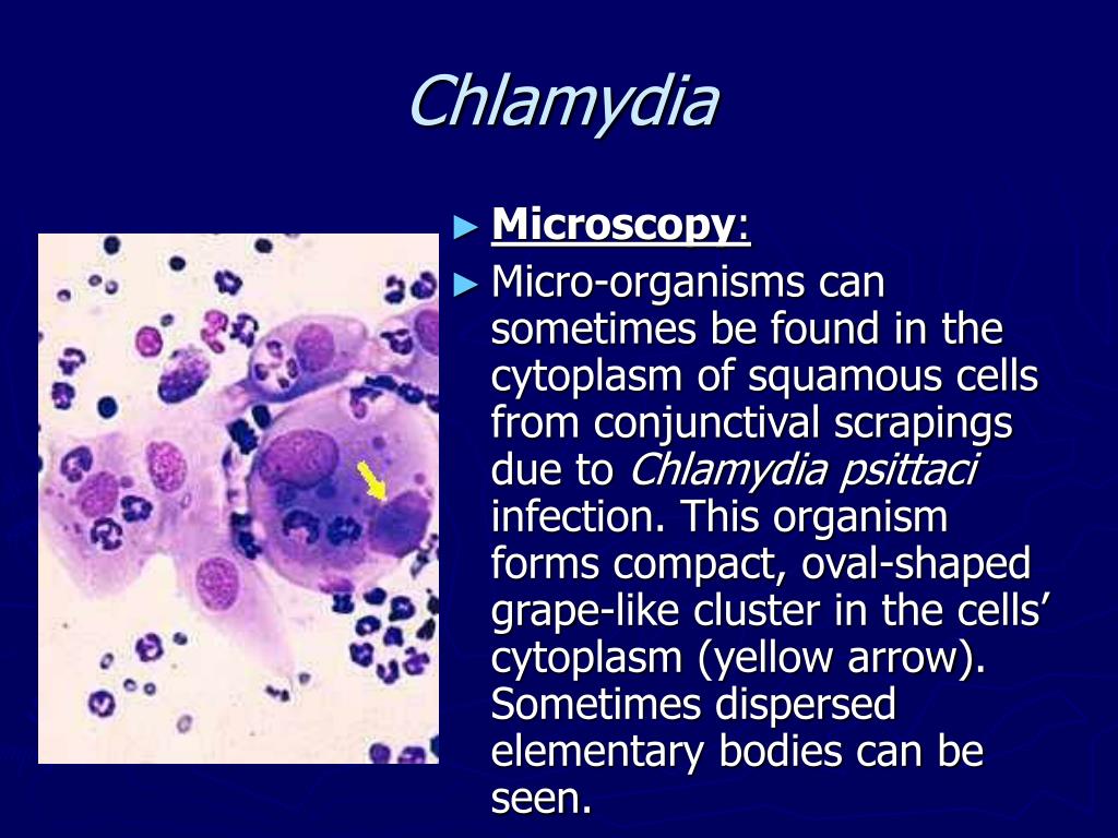 Хламидия берут. Chlamydia trachomatis микроскопия. Хламидии пситаци заболевания.