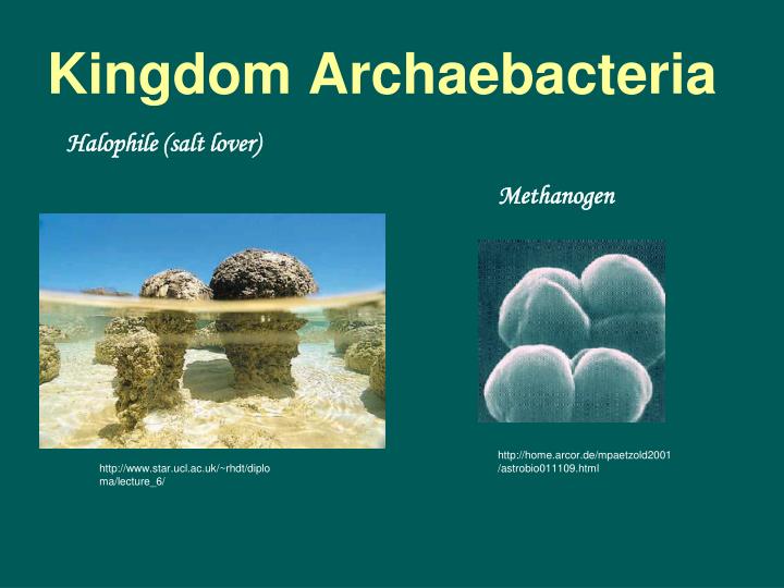 ppt 6 kingdoms anticipation guide just to get you thinking kingdom archaebacteria