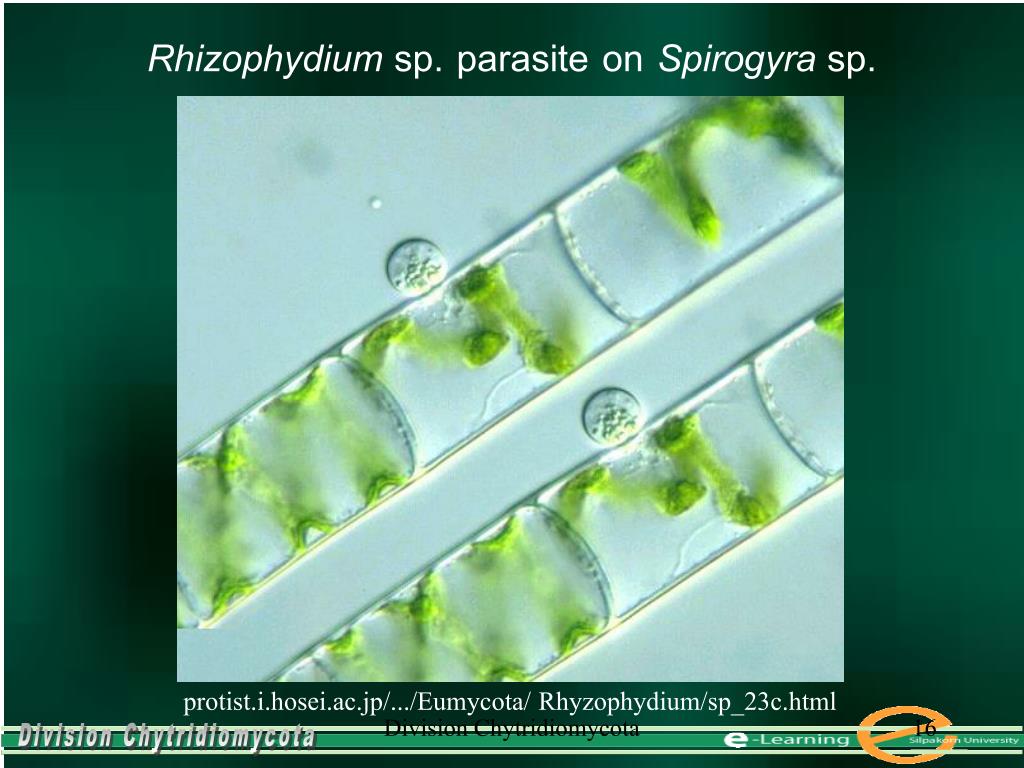Низшие растения спирогира. Спирогира царство. Спирогира в микроскопе. Конъюгация спирогиры. Спирогира препарат под микроскопом.
