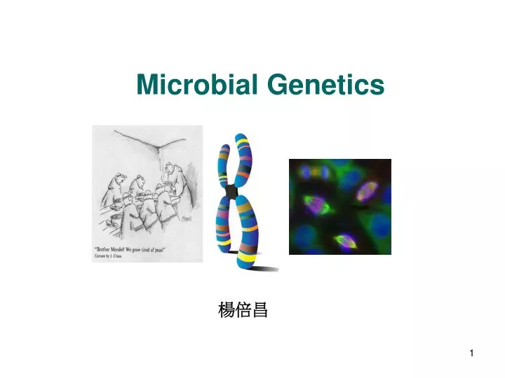 microbial genetics n.