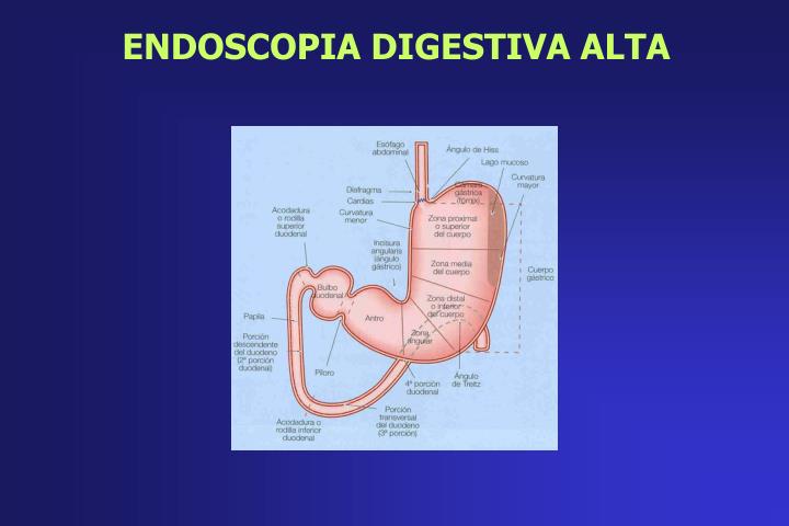 Endoscopia Normal PPT - ENDOSCOPIA ALTA DIAGNÓSTICA: INDICACIONES Y COMPLICACIONES ...