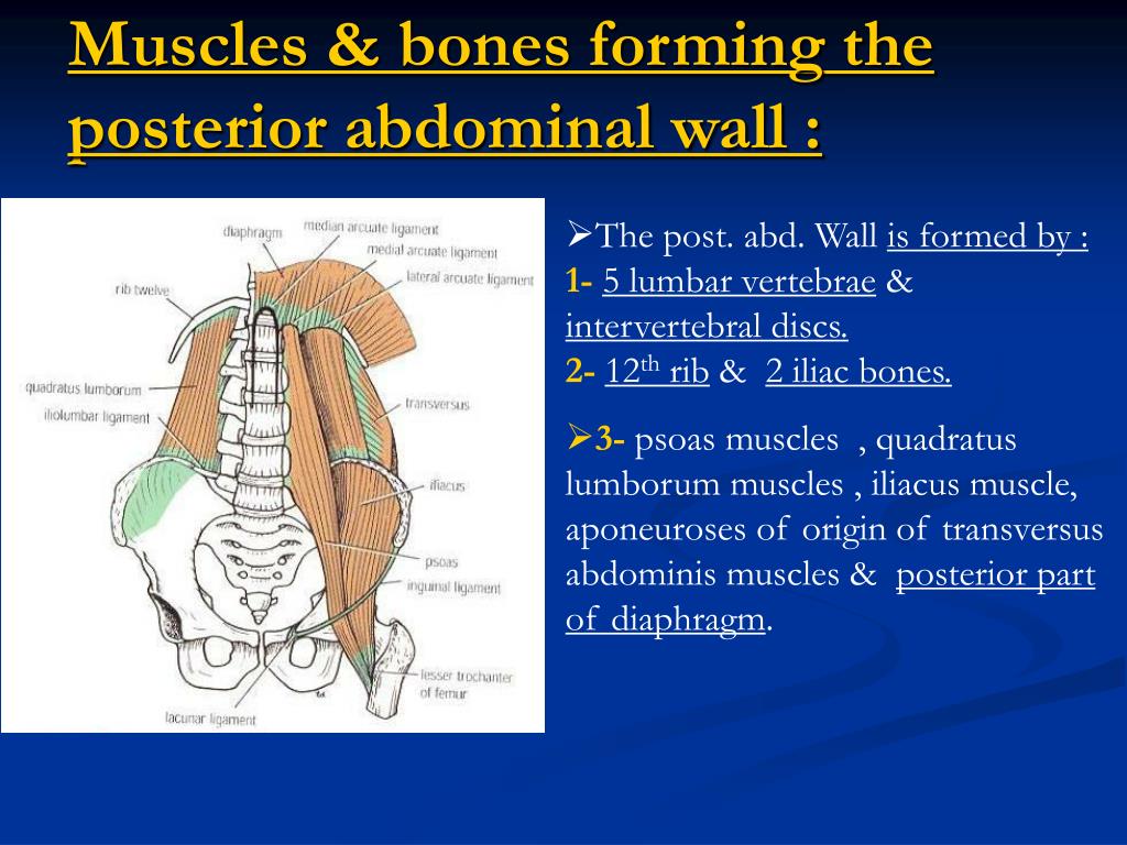 The bones form. Abdominal Wall. Abdominal Wall Bones. Ligament in the abdominal Wall.