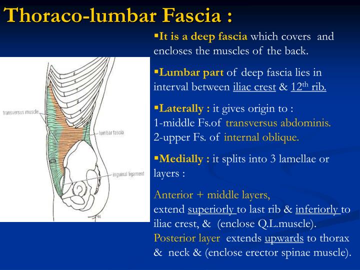 PPT - Muscles & bones forming the posterior abdominal wall : PowerPoint