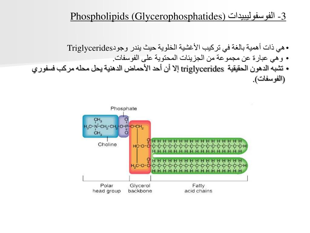 Ppt Cell Biology علم الخلية Powerpoint Presentation Free