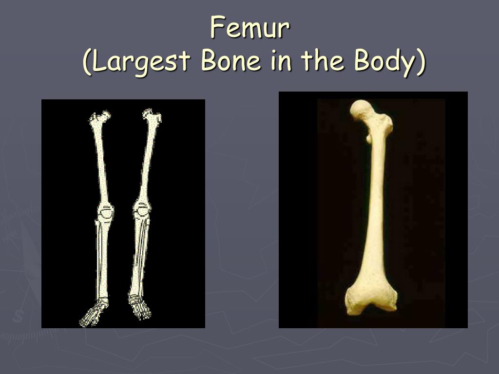 PPT - Skeletal System PowerPoint Presentation, free download - ID:597183