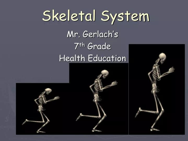 skeletal system n.