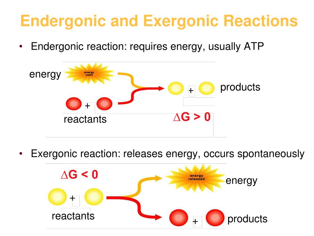 PPT - Endergonic and Exergonic Reactions PowerPoint Presentation, free download - ID:597212