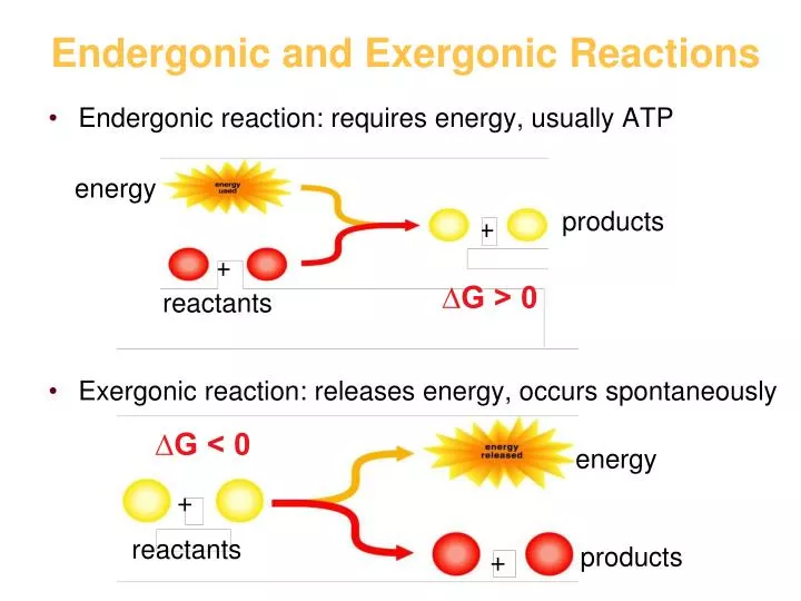 endergonic and exergonic reactions n.