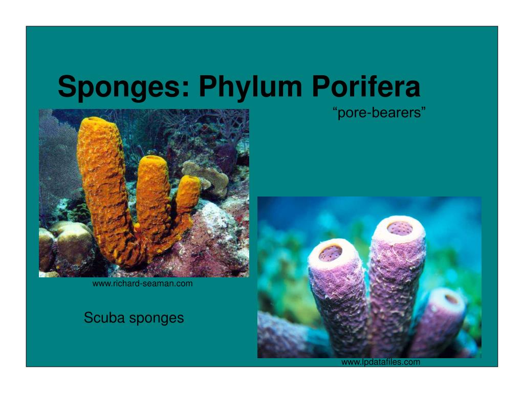 Phylum Porifera Characteristics