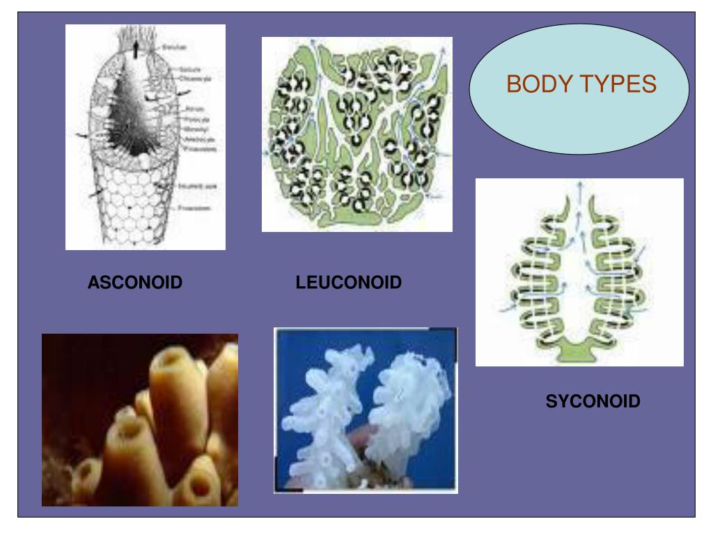 PPT Sponges Phylum Porifera PowerPoint Presentation, free download