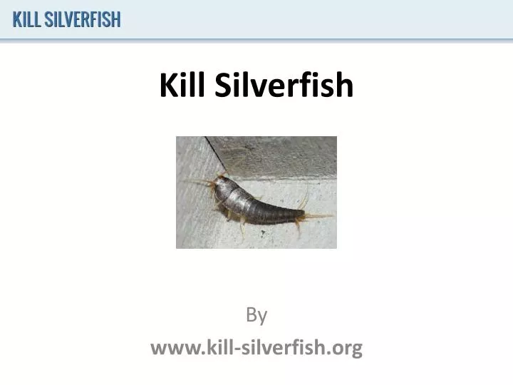 kill silverfish n.