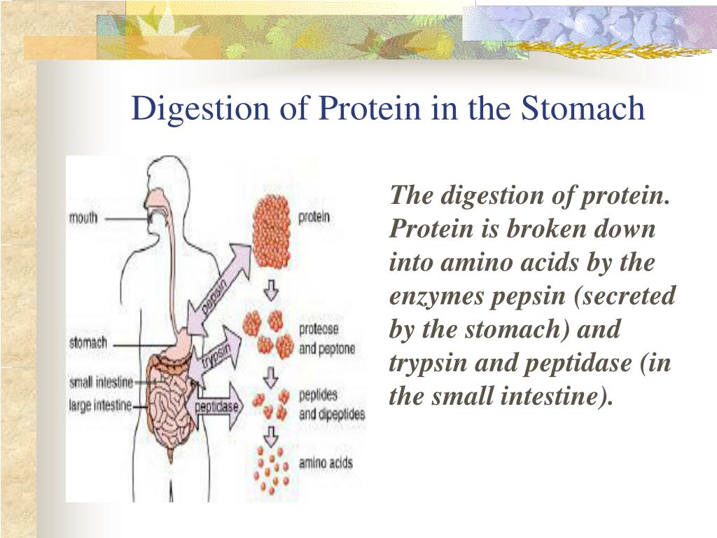 PPT Chapter 7 Catabolism of Proteins PowerPoint Presentation, free download ID599911