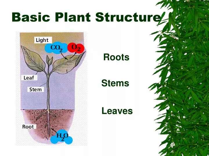 basic plant structure n.