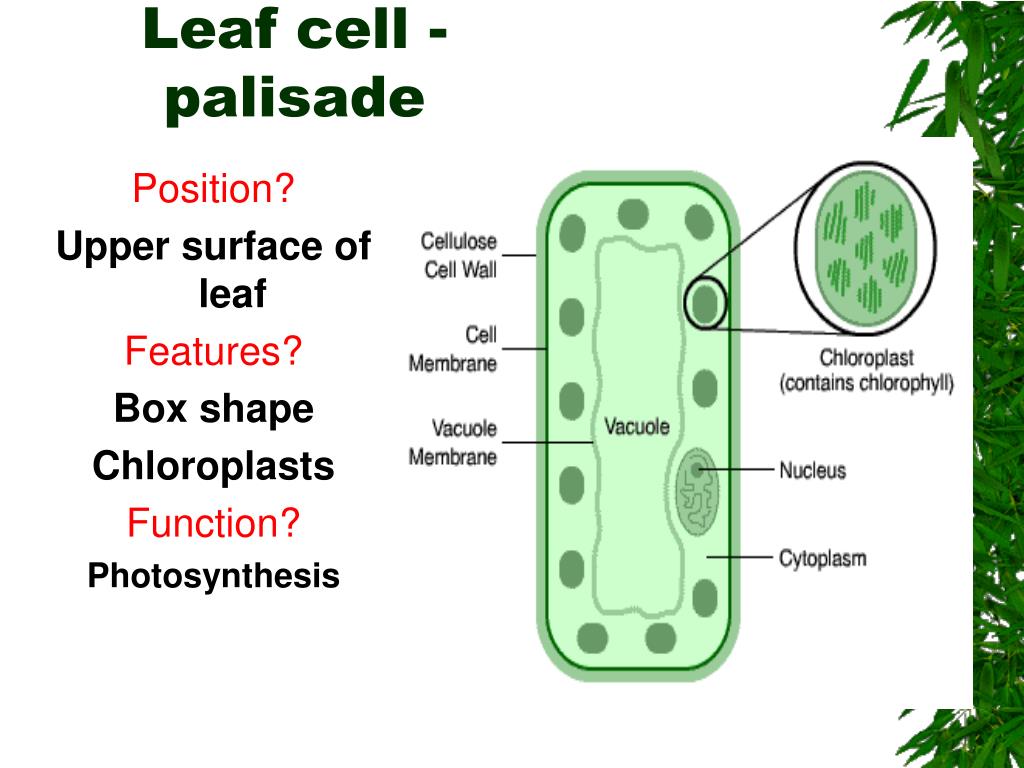 Plant structure. Leaf Cell. Plant Leaf structure. Cellular structure of the Leaf. Plant Cell structure.