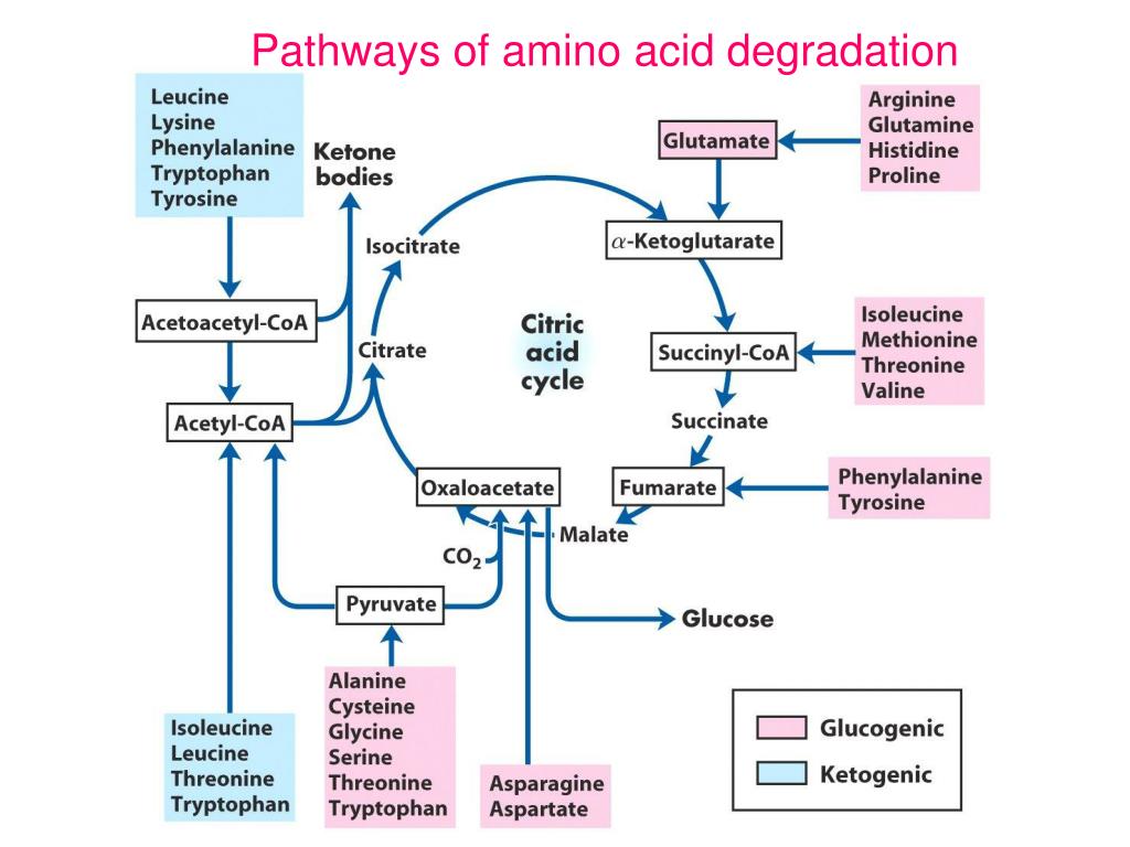 Цитратный цикл. Цикл трикарбоновых кислот ЦТК биохимия. Цикл трикарбоновых кислот схема. Метаболизм кетогенных аминокислот. Цикл лимонной кислоты биохимия.