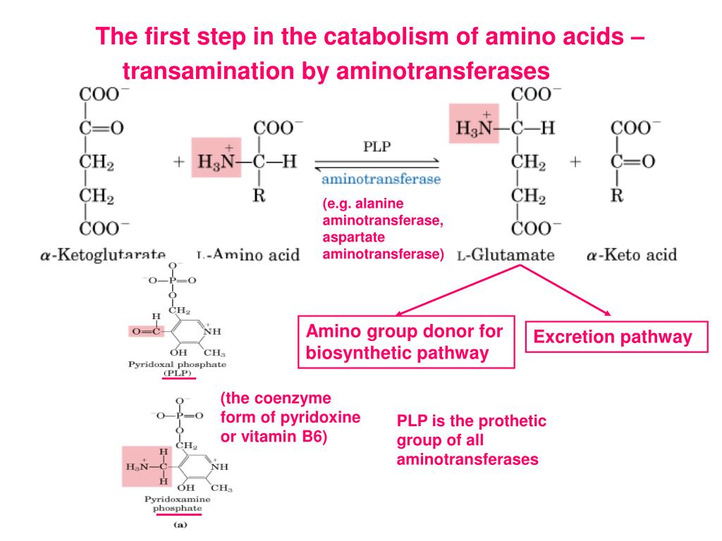 PPT Amino acid oxidation and the production of urea PowerPoint