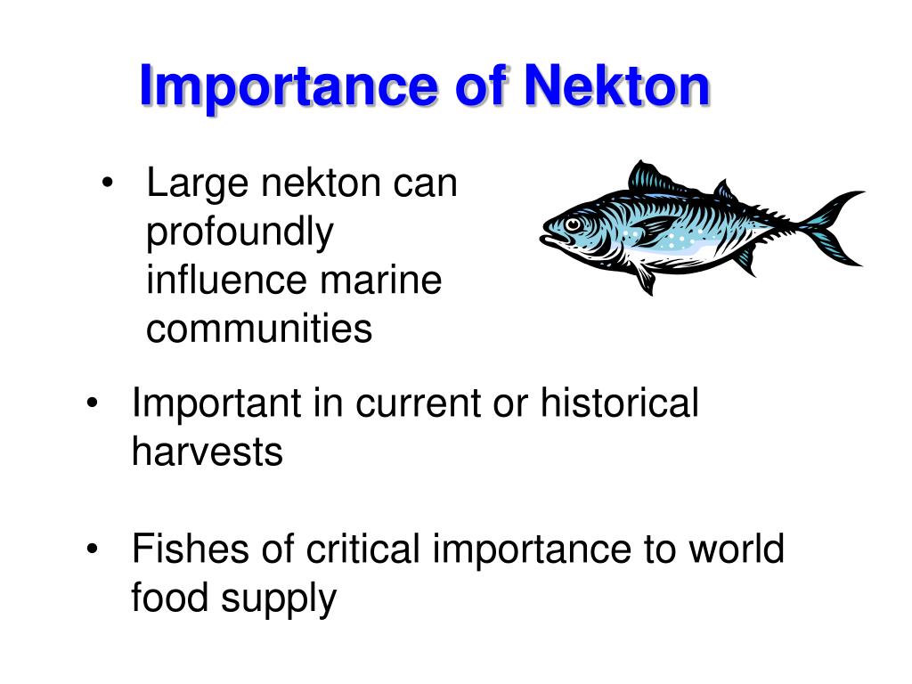 PPT - Nekton PowerPoint Presentation - ID:600646