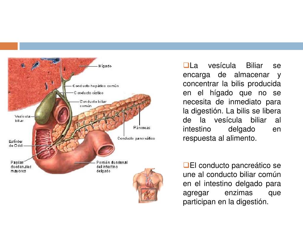 Que hace la vesicula